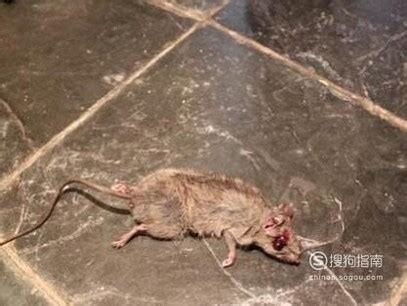家裡有死老鼠怎麼辦